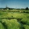 Arrowhead Marsh