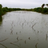 Texas Rio Grande